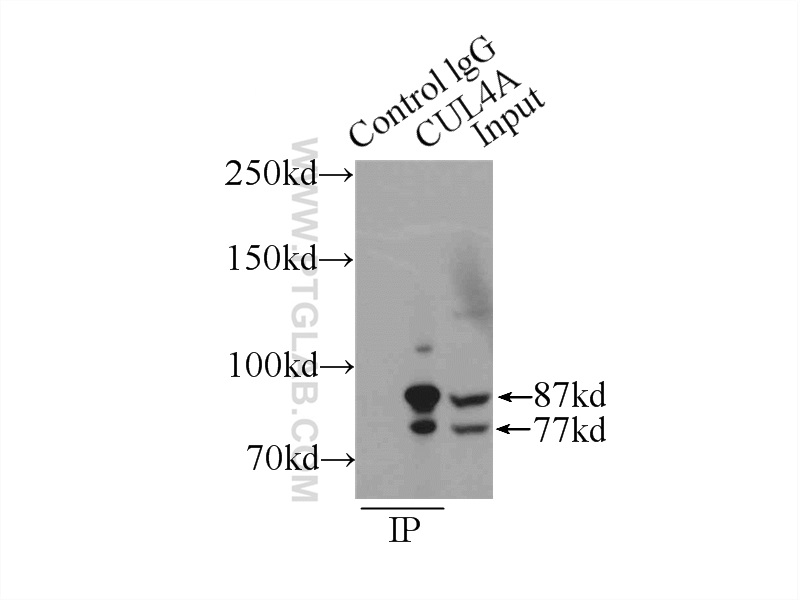 CUL4A Monoclonal antibody