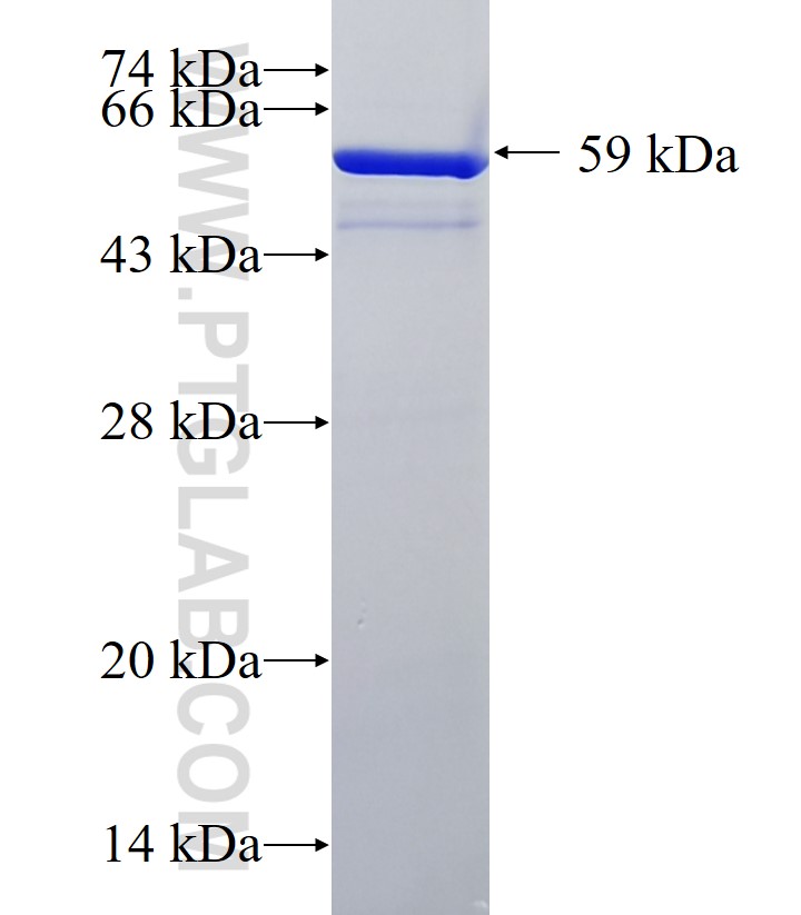 CUL4A fusion protein Ag1030 SDS-PAGE