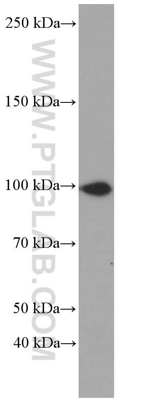 WB analysis of HeLa using 60151-1-Ig (same clone as 60151-1-PBS)