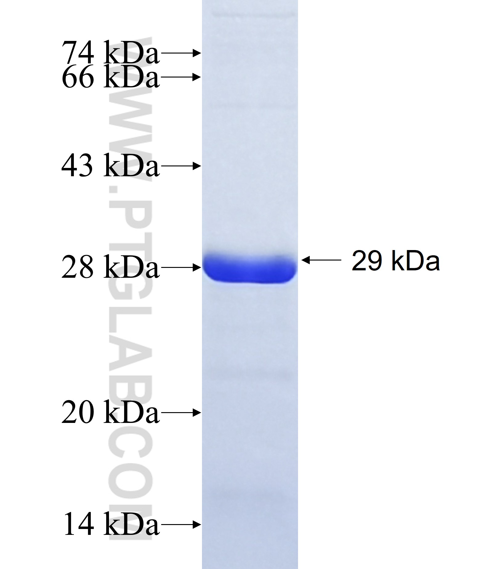 CUL4B fusion protein Ag15441 SDS-PAGE