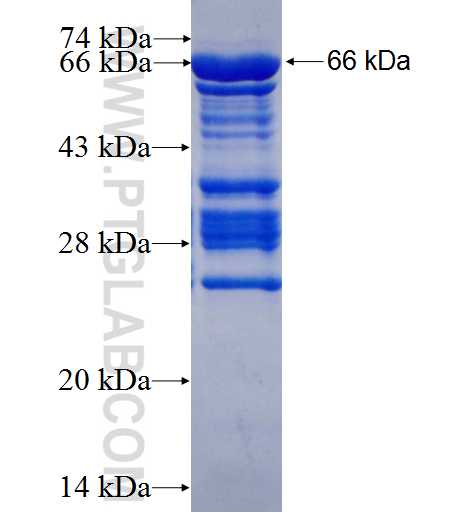 CUL4B fusion protein Ag3563 SDS-PAGE