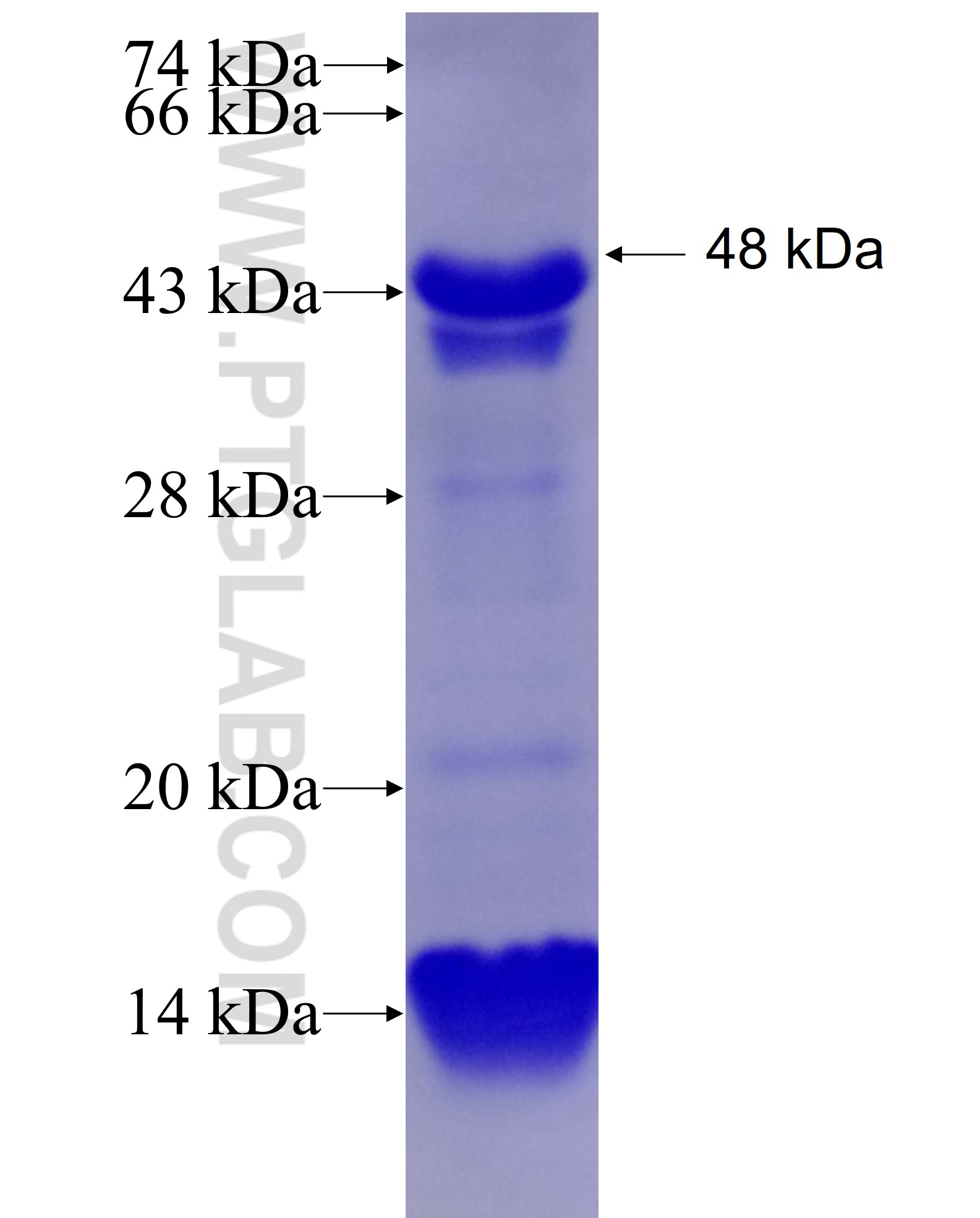 CUL7 fusion protein Ag6943 SDS-PAGE