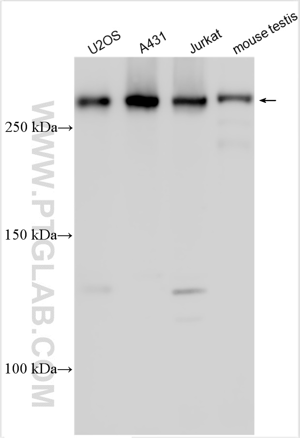 WB analysis using 31220-1-AP