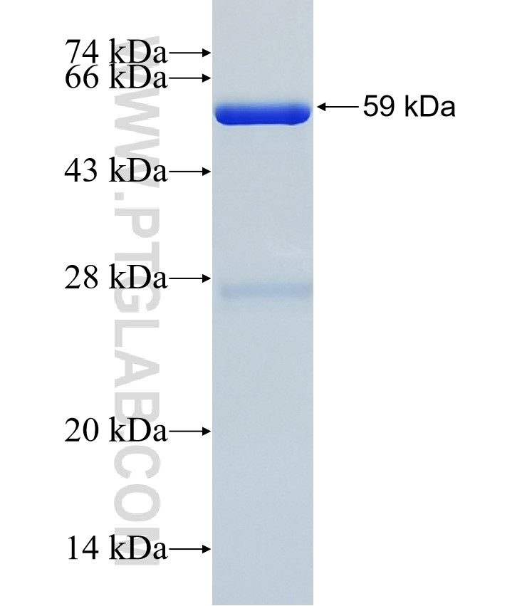 CUL9 fusion protein Ag35405 SDS-PAGE