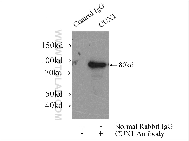 IP experiment of mouse brain using 11733-1-AP