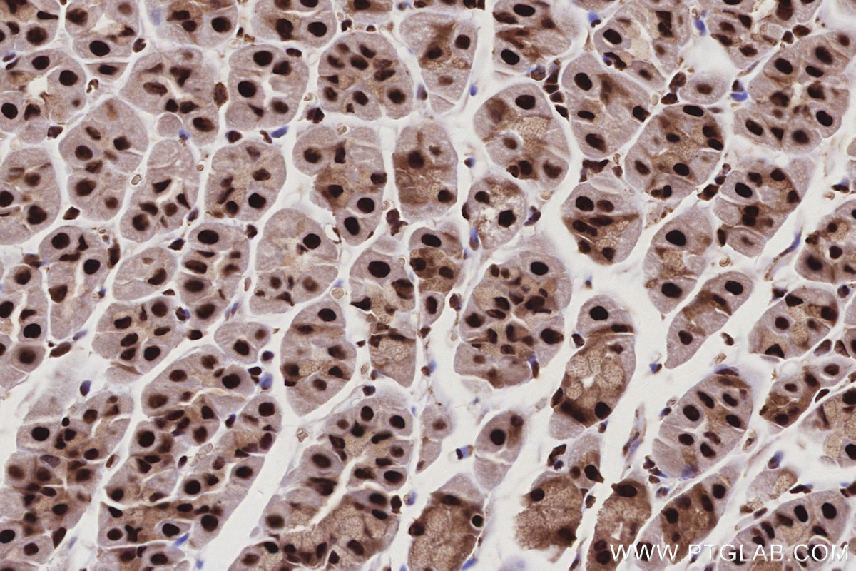 IHC staining of mouse stomach using 25293-1-AP