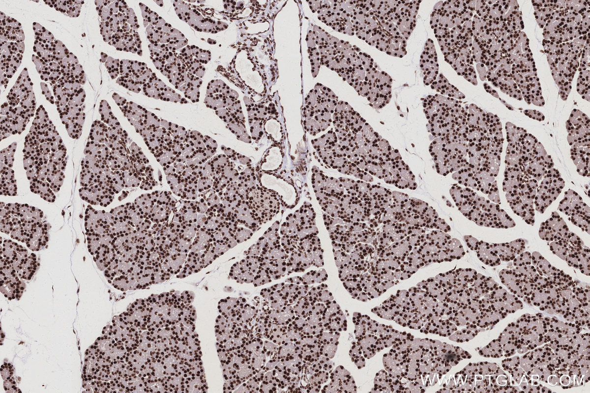 IHC staining of rat pancreas using 25293-1-AP