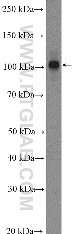 WB analysis of A549 using 26898-1-AP