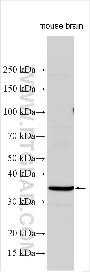 WB analysis using 32529-1-AP