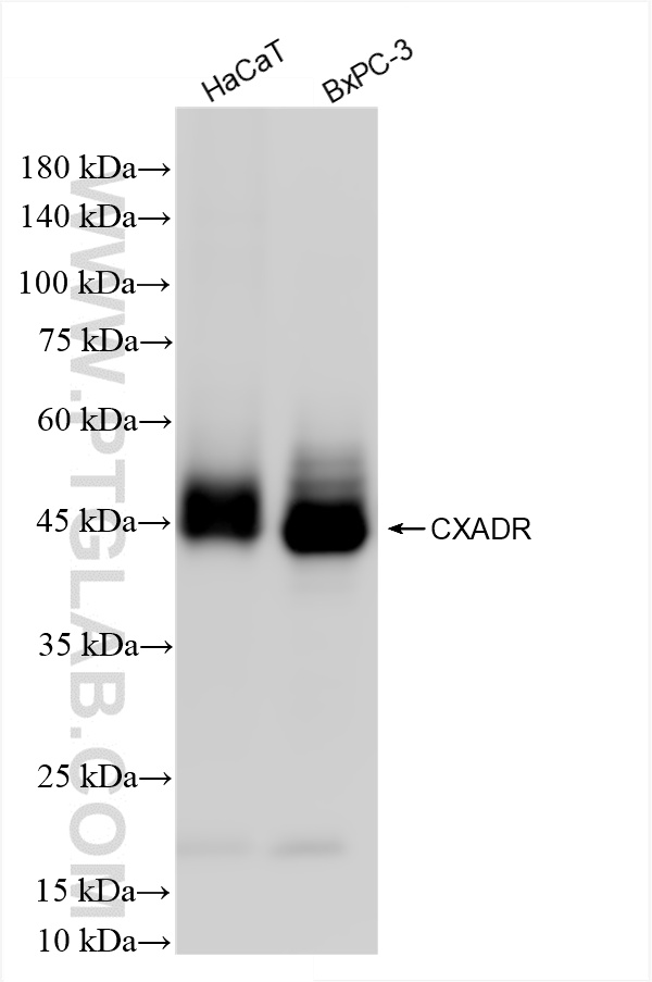 WB analysis using 86186-1-RR