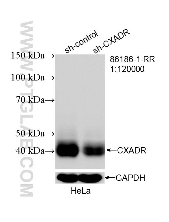 WB analysis of HeLa using 86186-1-RR