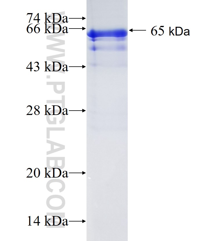 CXADR fusion protein Ag34346 SDS-PAGE