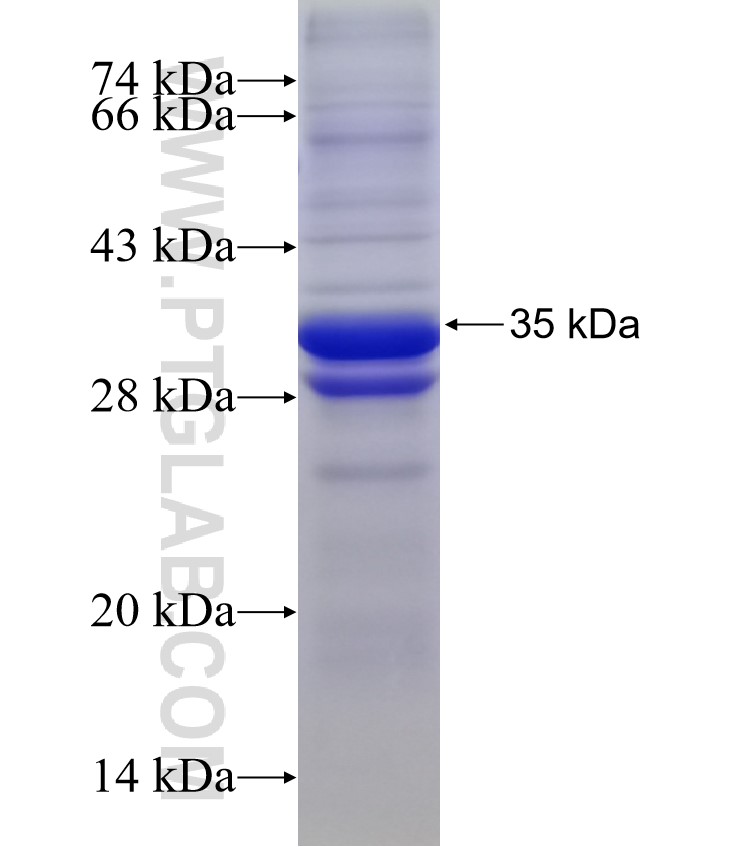 CXCL1 fusion protein Ag2917 SDS-PAGE
