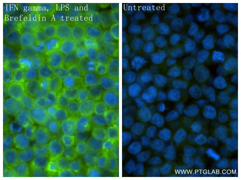 IF Staining of THP-1 using 85307-2-RR