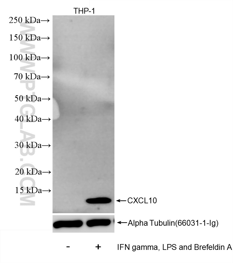 WB analysis of THP-1 using 85307-2-RR (same clone as 85307-2-PBS)