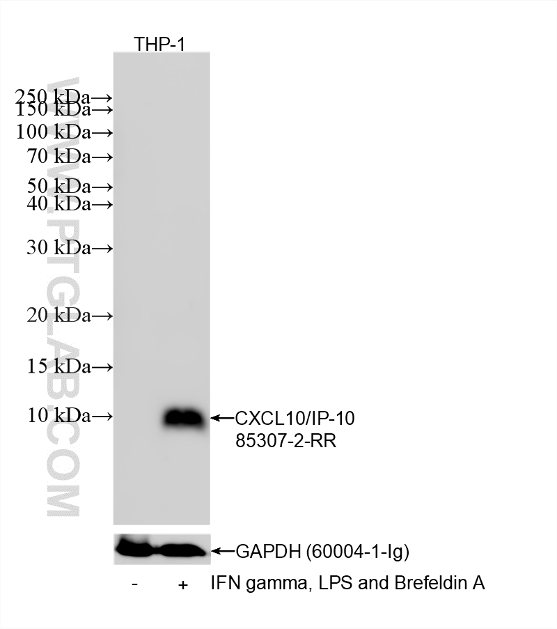 WB analysis of THP-1 using 85307-2-RR WB analysis of THP-1 using 85307-2-RR
