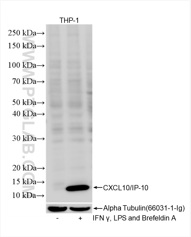 WB analysis of THP-1 using 85307-1-RR (same clone as 85307-1-PBS)