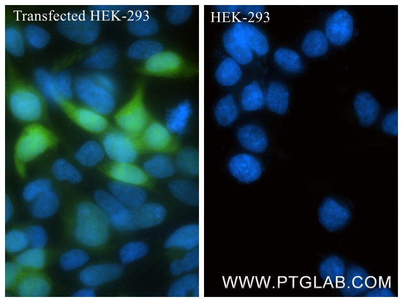 IF Staining of Transfected HEK-293 using 87669-1-RR