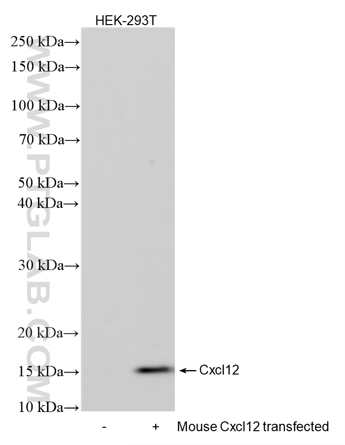 WB analysis using 87669-1-RR (same clone as 87669-1-PBS)