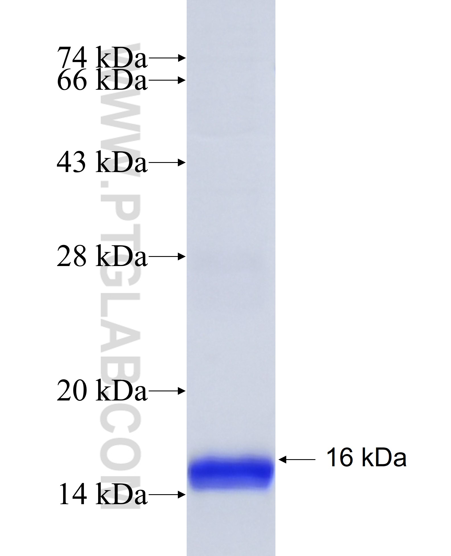 CXCL14 fusion protein Ag26610 SDS-PAGE