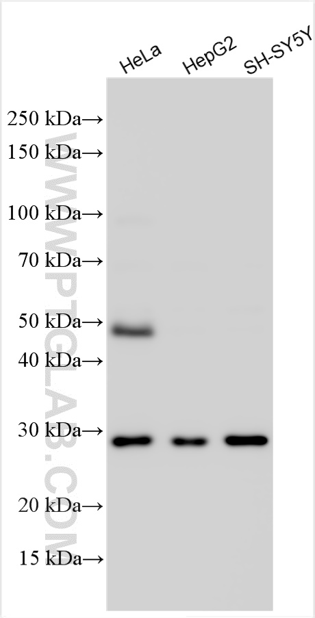 WB analysis using 29589-1-AP