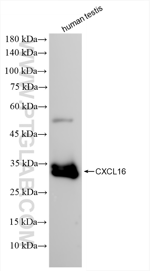 WB analysis of human testis using 85680-4-RR