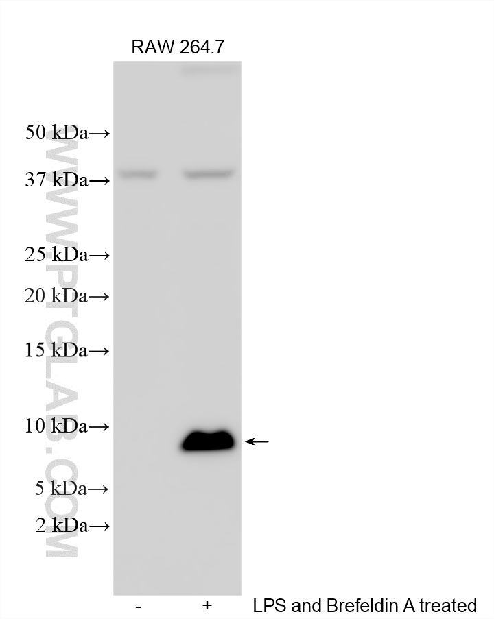 WB analysis using 16325-1-AP