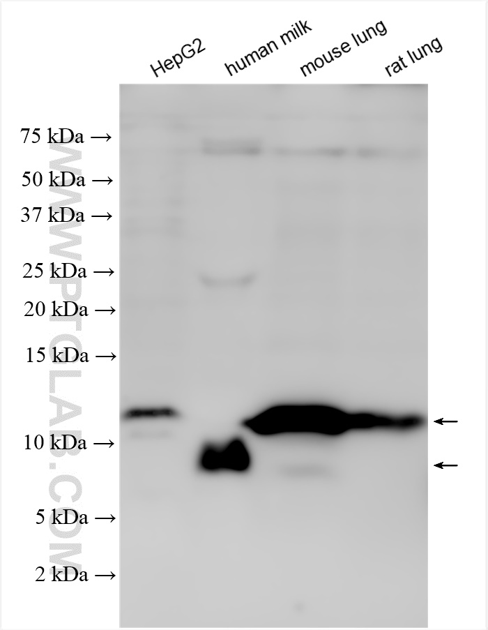 WB analysis using 26791-1-AP