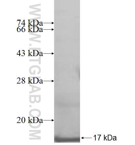 CXCL2 fusion protein Ag9425 SDS-PAGE