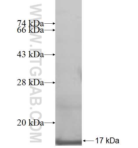 CXCL2 fusion protein Ag9425 SDS-PAGE CXCL2 fusion protein Ag9425 SDS-PAGE