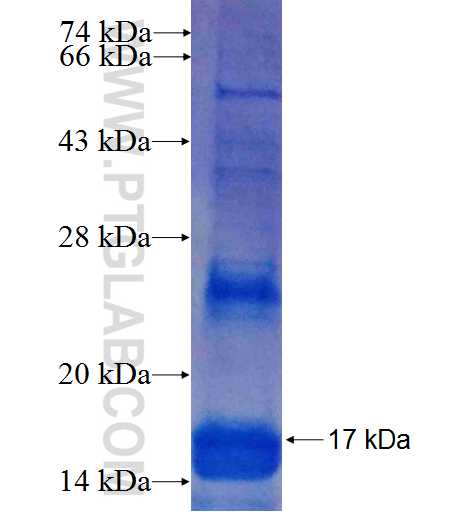 CXCL3 fusion protein Ag4397 SDS-PAGE CXCL3 fusion protein Ag4397 SDS-PAGE