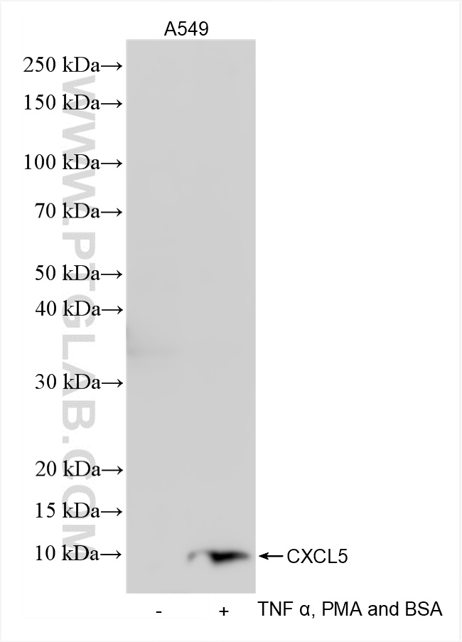 WB analysis of A549 using 85606-5-RR (same clone as 85606-5-PBS)