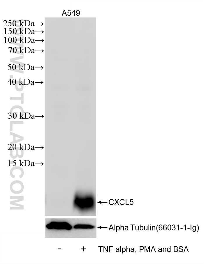 WB analysis of A549 using 85606-5-RR