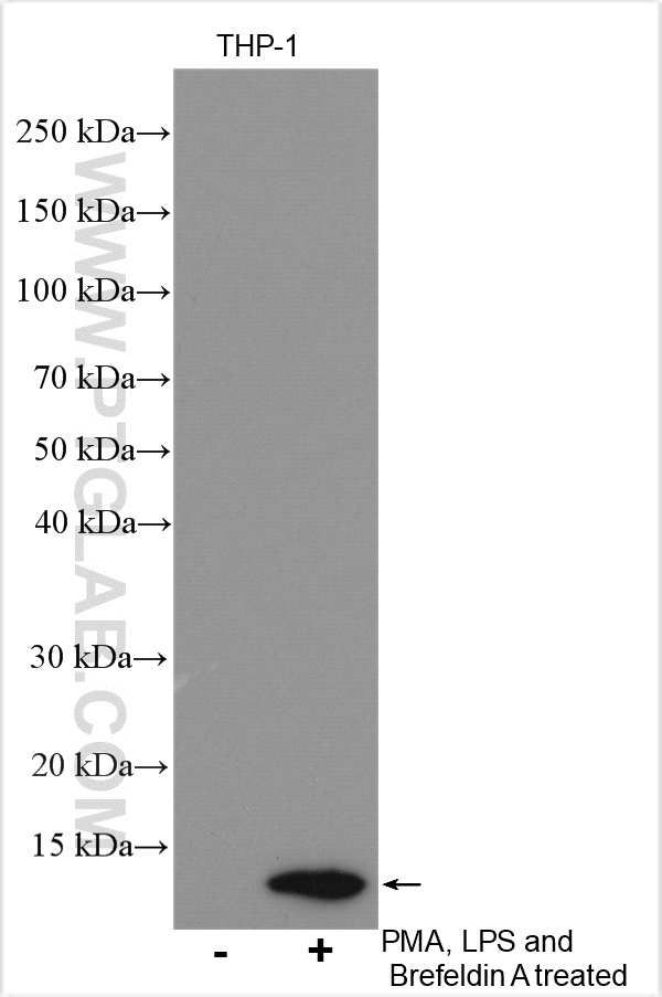 WB analysis using 17038-1-AP