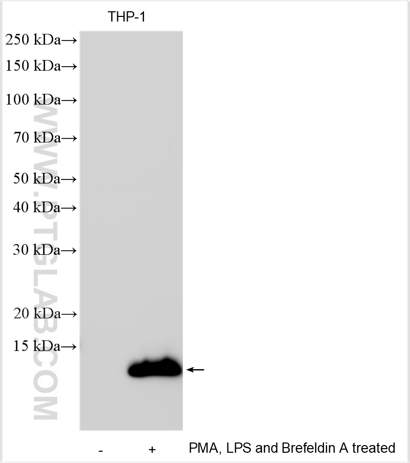WB analysis using 31533-1-AP
