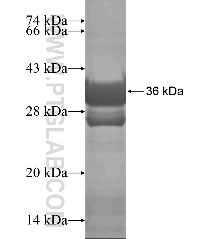 CXCL9 fusion protein Ag17932 SDS-PAGE