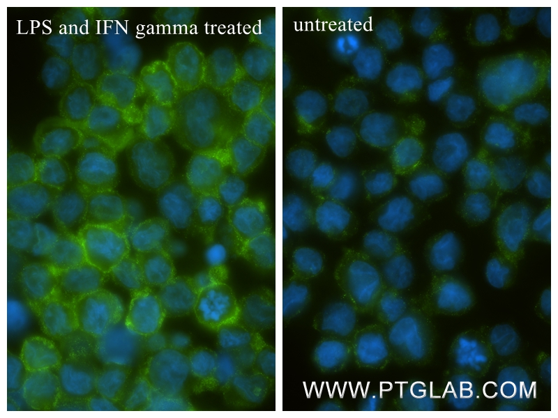 IF Staining of THP-1 using 84427-4-RR