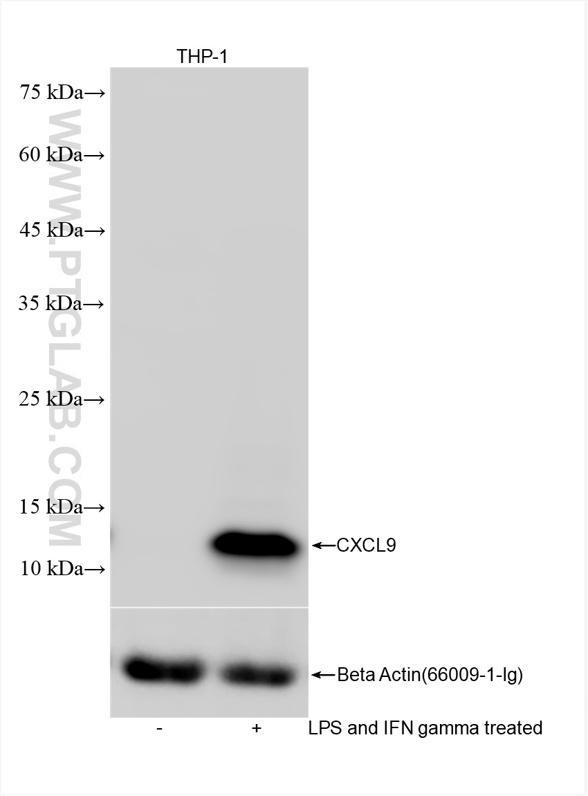 WB analysis using 84427-4-RR (same clone as 84427-4-PBS)