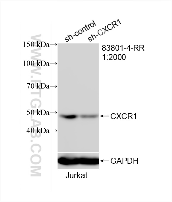 WB analysis of Jurkat using 83801-4-RR (same clone as 83801-4-PBS)