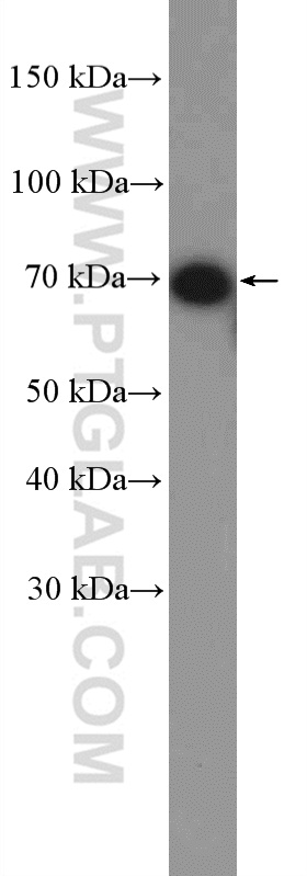 CXCR3 Polyclonal antibody