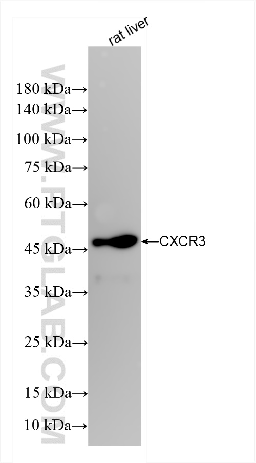 WB analysis of rat liver using 84655-5-RR