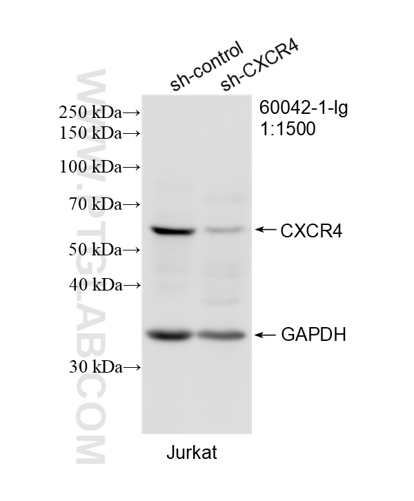 WB result of CXCR4 antibody (60042-1-Ig; 1:1500; incubated at room temperature for 1.5 hours) with sh-Control and sh-CXCR4 transfected Jurkat cells. WB analysis of Jurkat using 60042-1-Ig