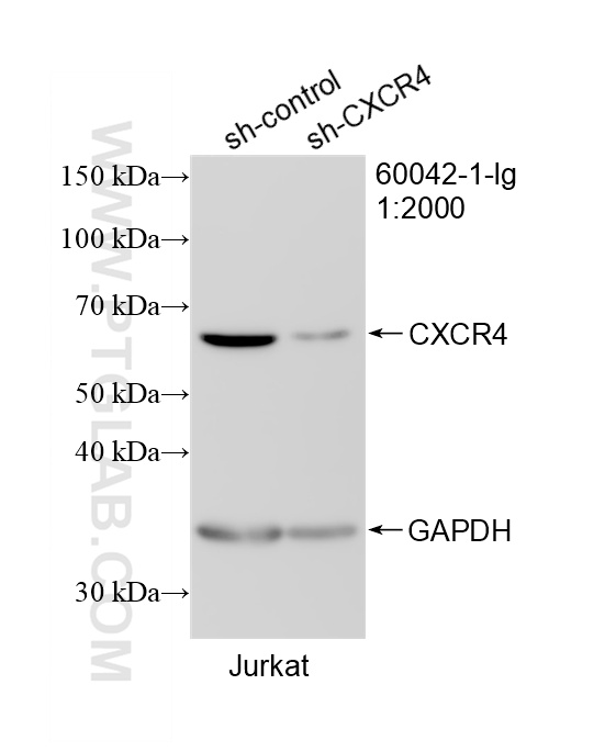 WB analysis of Jurkat using 60042-1-Ig