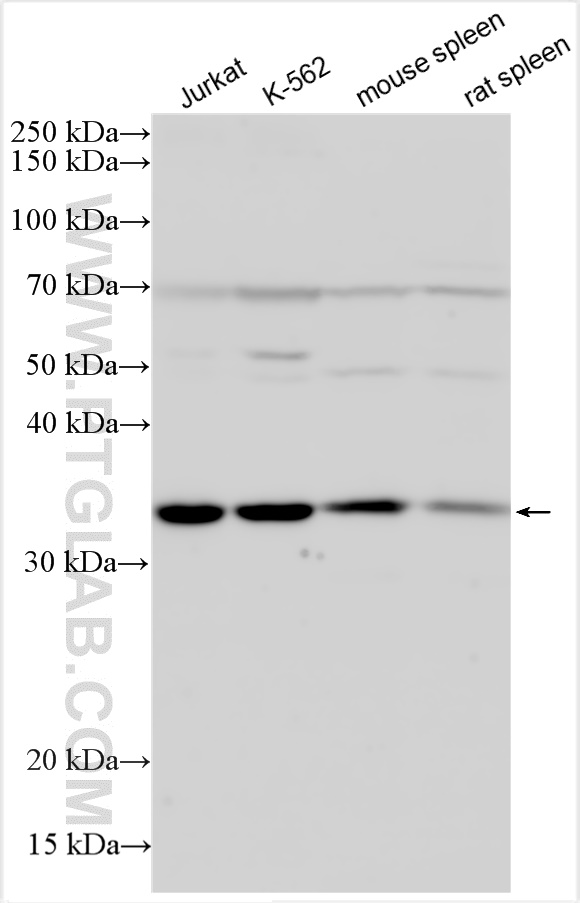 WB analysis using 28239-1-AP