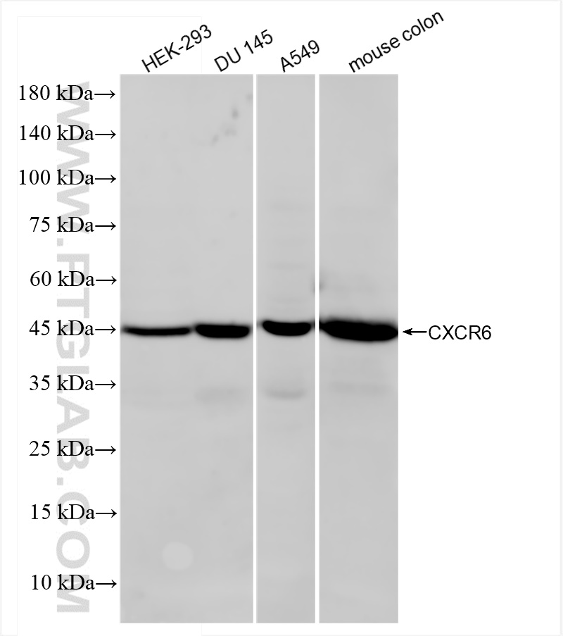 WB analysis using 84591-1-RR