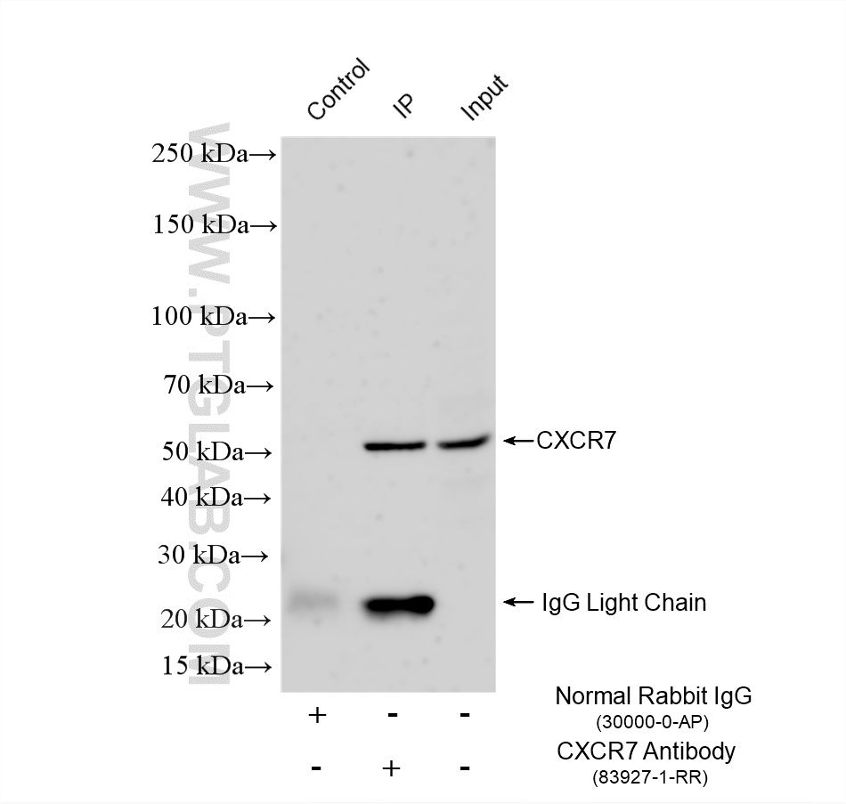 IP experiment of Raji using 83927-1-RR