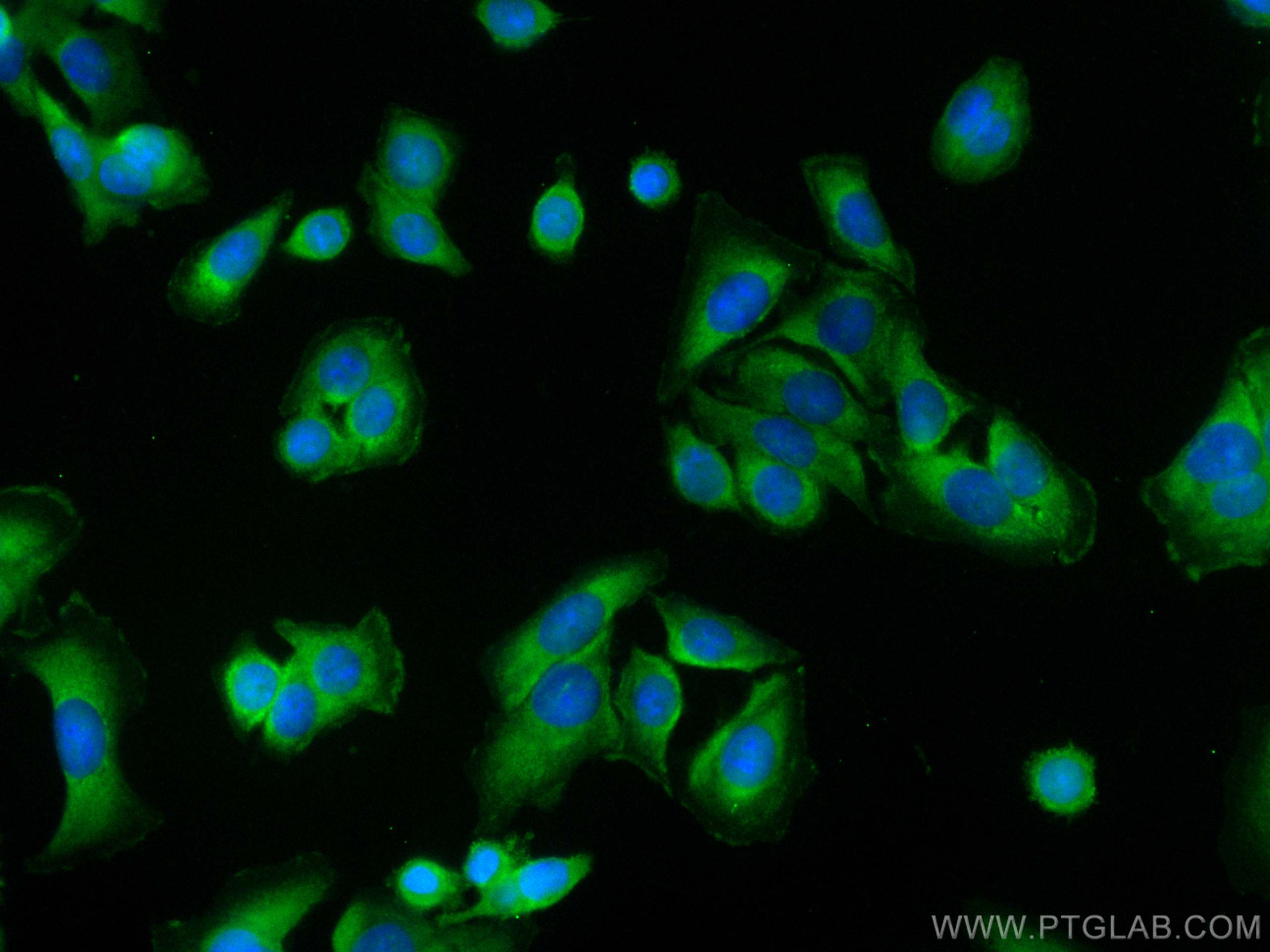 IF Staining of SW480 using CL488-60216