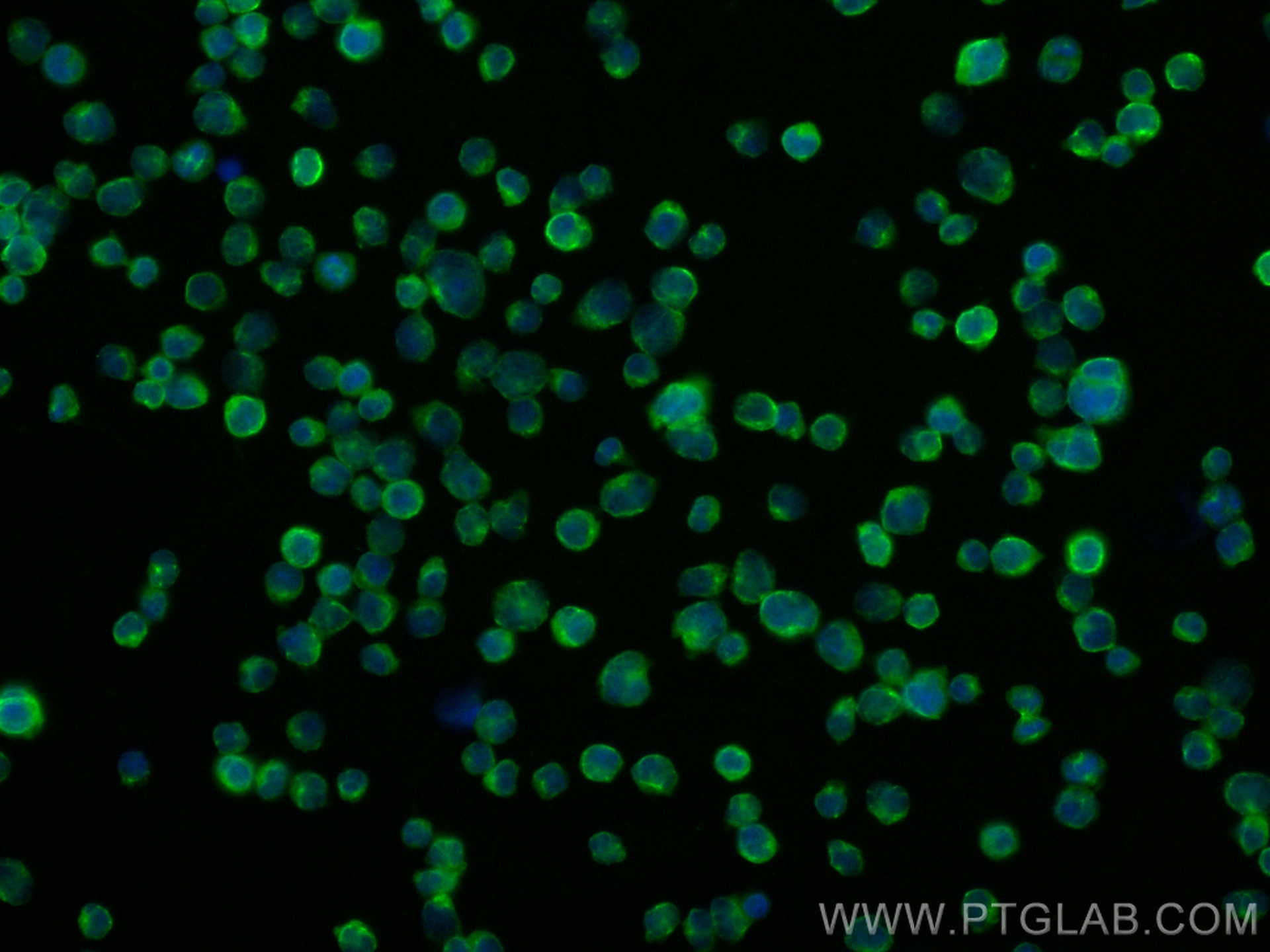 IF Staining of Jurkat using CL488-83927