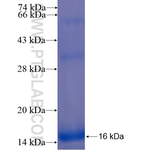 CXCR7 fusion protein Ag14684 SDS-PAGE