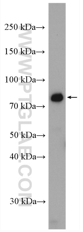 WB analysis of K-562 using 27963-1-AP